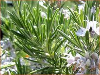 Rosmarinus officinalis 'Arp'