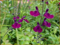 Salvia 'Nachtvlinder'