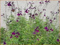 Salvia 'Nachtvlinder'
