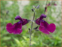Salvia 'Nachtvlinder'