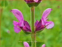 Salvia nemorosa 'Rose Queen'