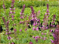 Salvia nemorosa 'Rose Queen'
