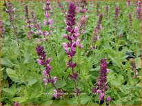 Salvia nemorosa 'Rose Queen'