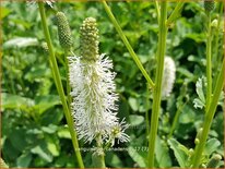 Sanguisorba canadensis