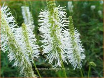 Sanguisorba canadensis