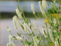 Sanguisorba canadensis