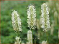 Sanguisorba canadensis