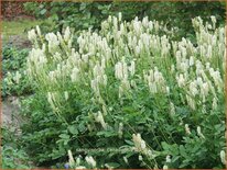 Sanguisorba canadensis