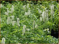 Sanguisorba canadensis