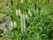 Sanguisorba canadensis
