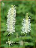 Sanguisorba canadensis