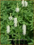 Sanguisorba canadensis