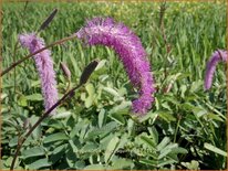Sanguisorba &#39;Lilac Squirrel&#39;
