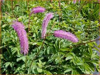 Sanguisorba 'Lilac Squirrel'