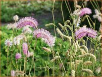 Sanguisorba obtusa