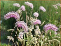 Sanguisorba obtusa