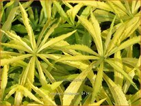 Solidago 'Hiddigeigei'