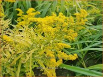 Solidago 'Hiddigeigei'