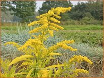 Solidago 'Hiddigeigei'