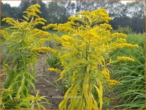 Solidago 'Hiddigeigei'