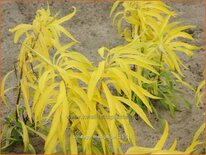 Solidago 'Hiddigeigei'