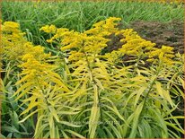 Solidago 'Hiddigeigei'