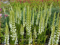 Spiranthes 'Chadd's Ford'
