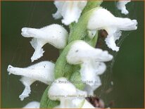 Spiranthes 'Chadd's Ford'