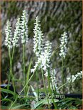 Spiranthes 'Chadd's Ford'