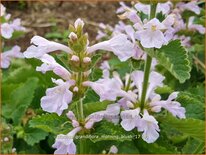 Stachys grandiflora &#39;Morning Blush&#39;