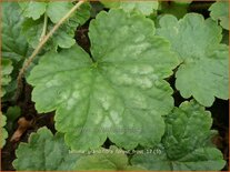 Tellima grandiflora &#39;Forest Frost&#39;