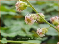 Tellima grandiflora &#39;Forest Frost&#39;