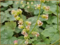 Tellima grandiflora &#39;Forest Frost&#39;