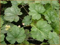 Tellima grandiflora &#39;Forest Frost&#39;