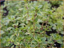 Thymus 'Doone Valley'