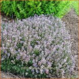 Thymus 'Doone Valley'