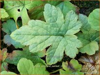 Tiarella cordifolia &#39;Oakleaf&#39;