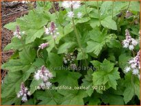Tiarella cordifolia &#39;Oakleaf&#39;