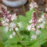 Tiarella cordifolia &#39;Oakleaf&#39;