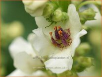 Verbascum nigrum 'Album'