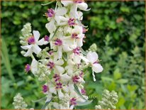 Verbascum nigrum 'Album'