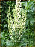 Verbascum nigrum 'Album'