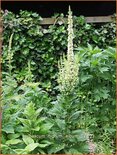 Verbascum nigrum 'Album'