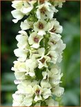 Verbascum nigrum 'Album'