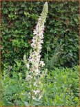 Verbascum nigrum 'Album'