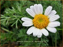 Anacyclus pyrethrum var. depressus