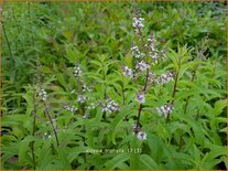 Aloysia triphylla