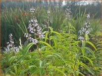 Aloysia triphylla