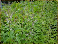 Aloysia triphylla