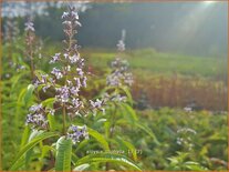 Aloysia triphylla